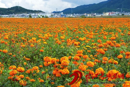 蘭坪 萬壽菊為鄉(xiāng)村振興獻(xiàn) 花 添彩