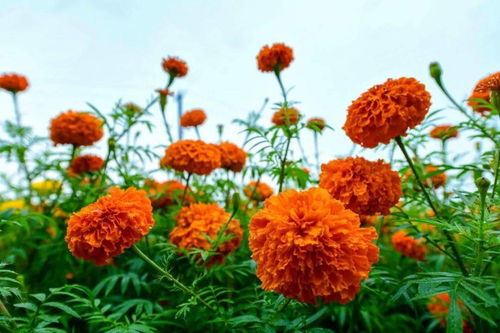 約嗎 萬壽菊花開成海 攀枝花新晉賞花地等你來打卡
