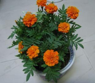供應(yīng)孔雀草、彩葉草、萬壽菊、矮牽牛等時(shí)令草花_農(nóng)副產(chǎn)品_世界工廠網(wǎng)中國產(chǎn)品信息庫