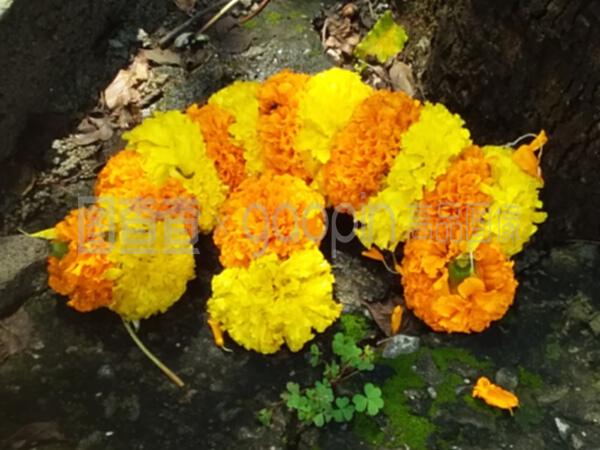 一片萬壽菊的花環(huán)