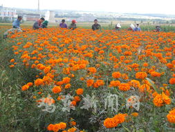 雞東縣鼓勵(lì)引導(dǎo)農(nóng)民采用新技術(shù)種植萬壽菊增收致富