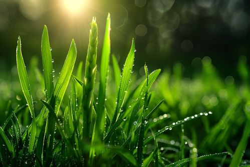 食品新鮮蔬菜蘆筍圖片攝影圖 廣告素材 下載至來源處